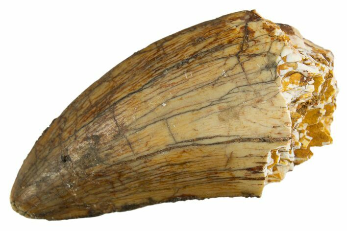 Serrated, Carcharodontosaurus Tooth - Real Dinosaur Tooth #308363